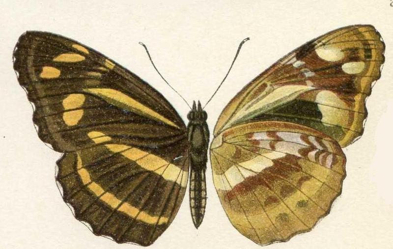 Neptiscydippe
