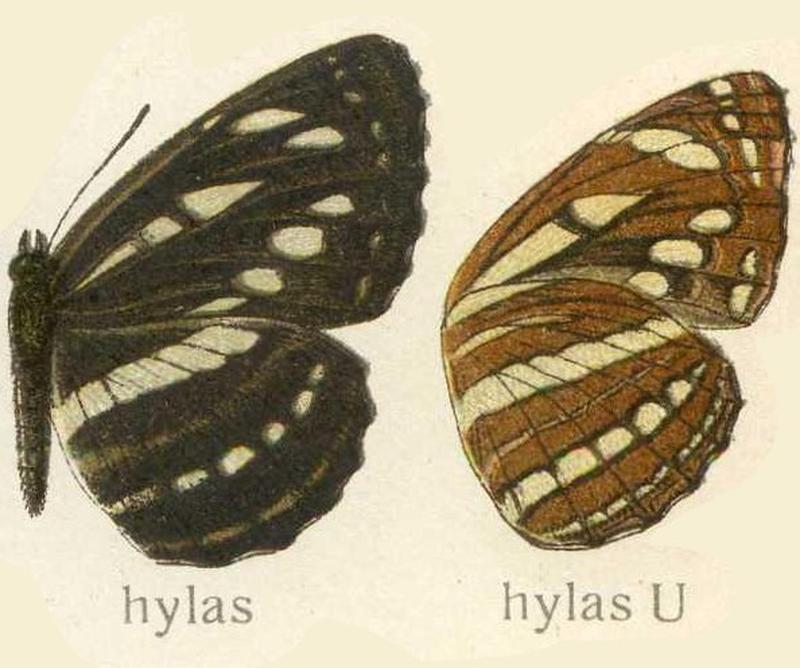 Neptis hylas