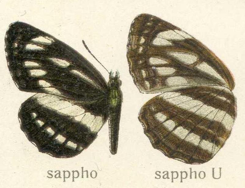 Neptis sappho