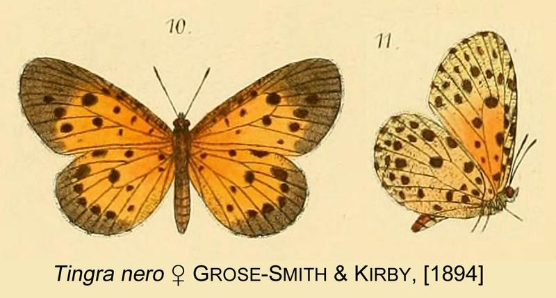 Pentila nero from original description