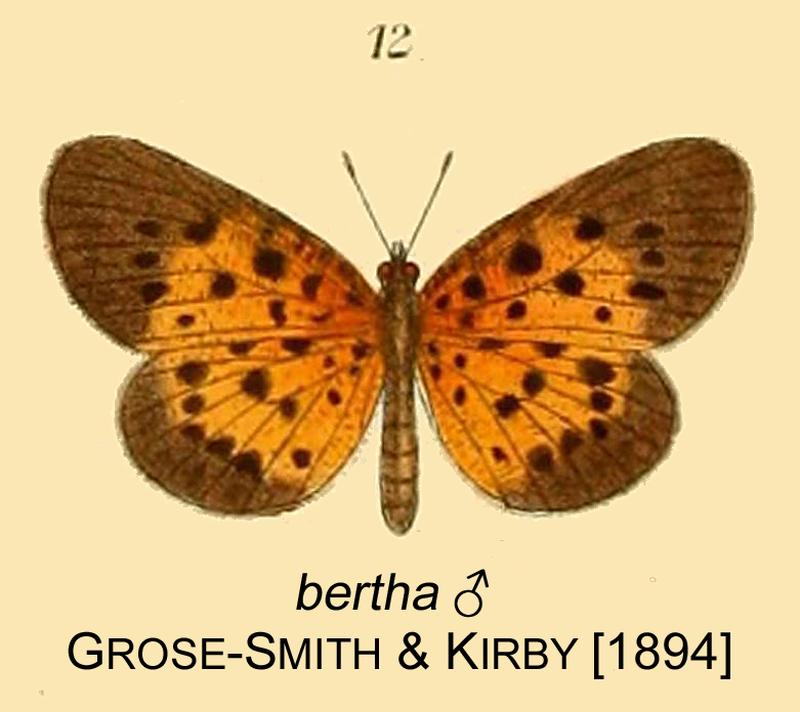 Nero male as bertha inGSK1894