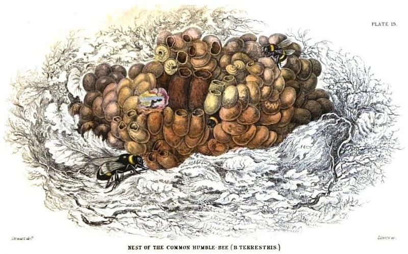 Nest of the Common Humble-Bee Plate 15 Jardine