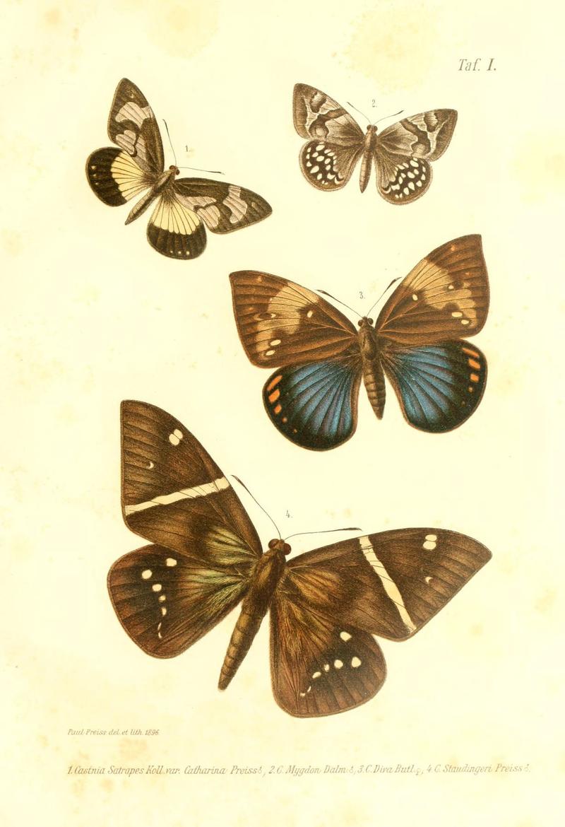 Neue und seltene Arten des Lepidopteren-Genus Castnia (Taf. I) (6096703434)