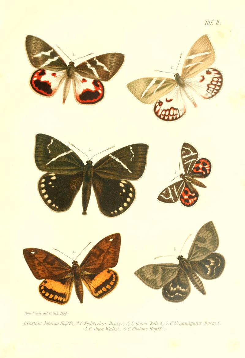 Neue und seltene Arten des Lepidopteren-Genus Castnia (Taf. II) (6096158963)