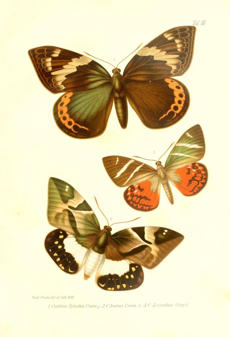 Neue und seltene Arten des Lepidopteren-Genus Castnia (Taf. III) (6096159145)
