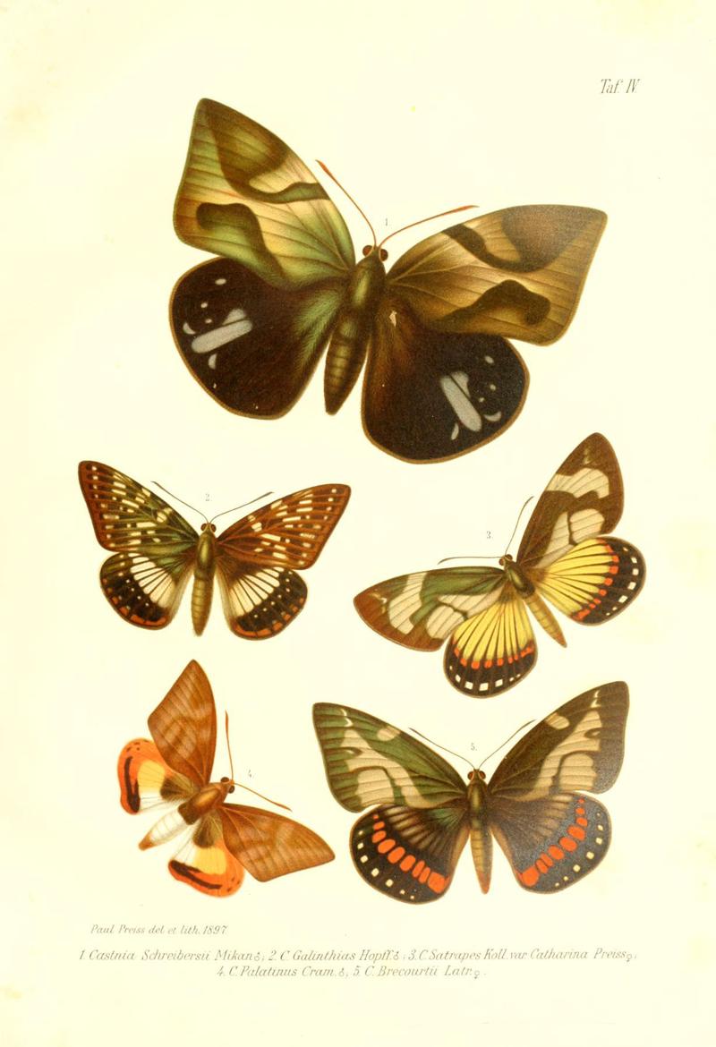 Neue und seltene Arten des Lepidopteren-Genus Castnia (Taf. IV) (6096704180)