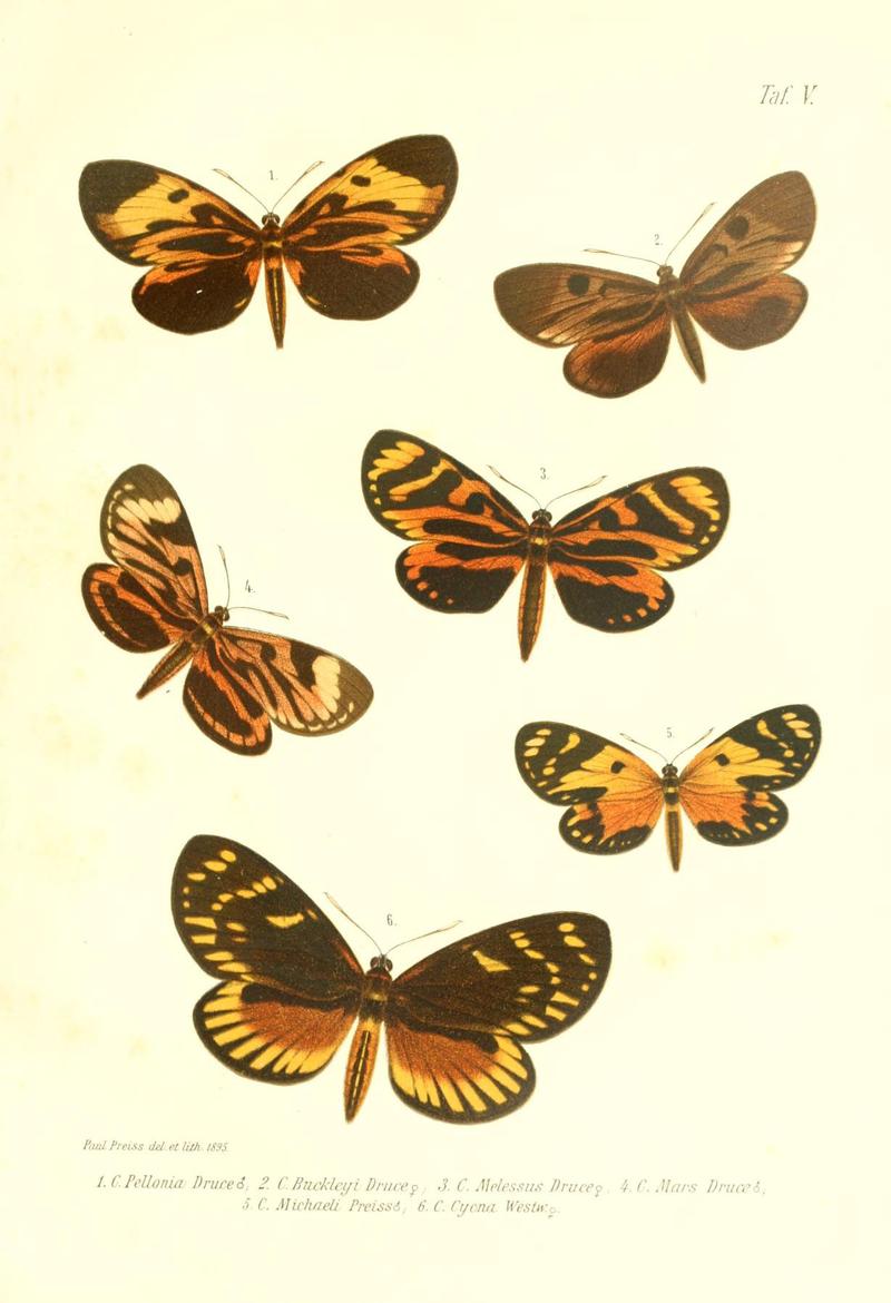 Neue und seltene Arten des Lepidopteren-Genus Castnia (Taf. V) (6096704364)