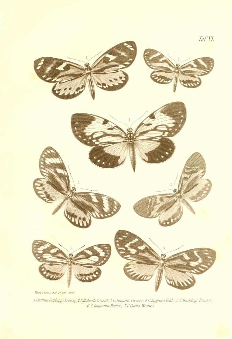 Neue und seltene Arten des Lepidopteren-Genus Castnia (Taf. VI) (6096159851)