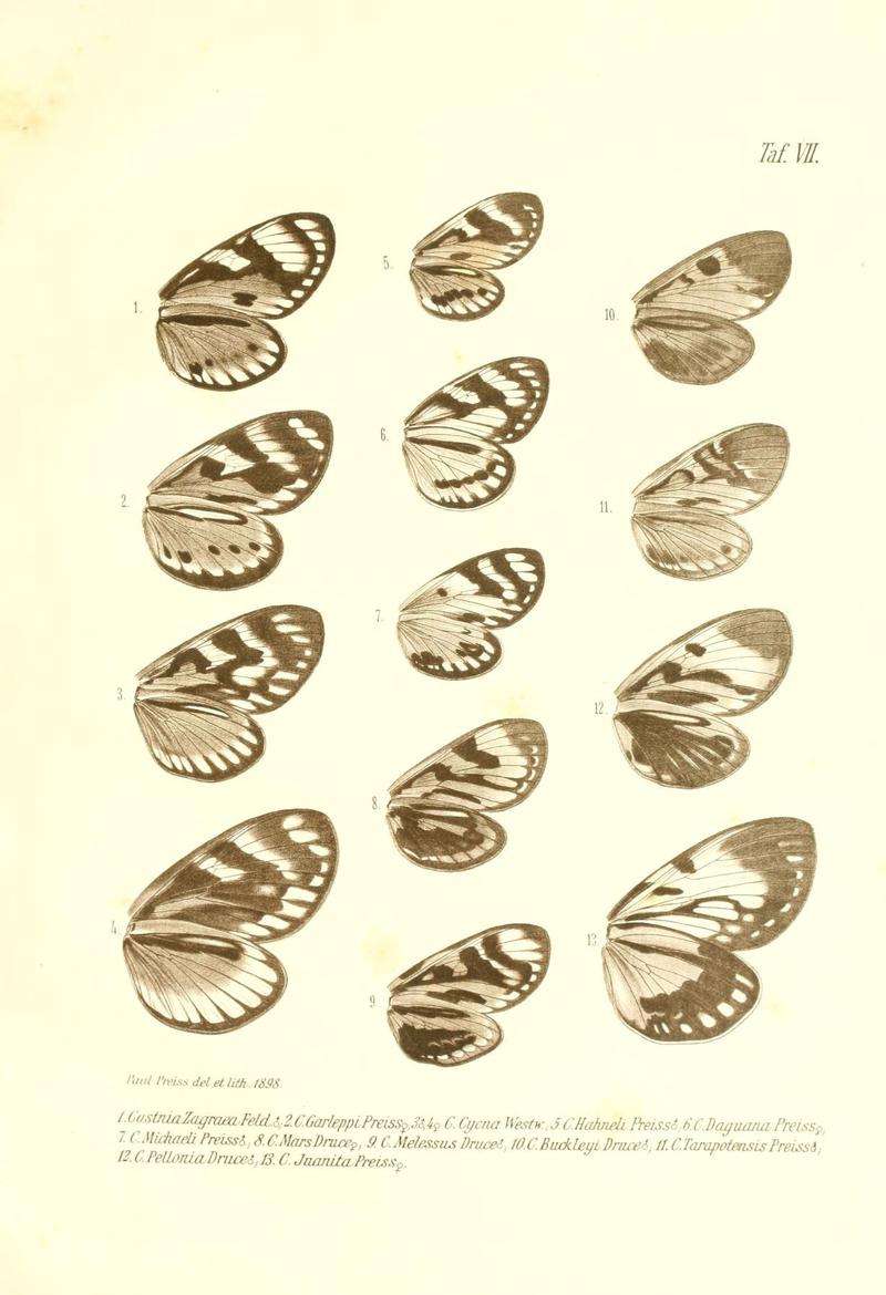 Neue und seltene Arten des Lepidopteren-Genus Castnia (Taf. VII) (6096160059)