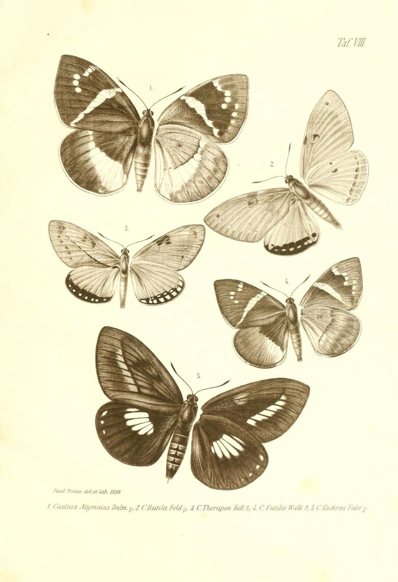 Neue und seltene Arten des Lepidopteren-Genus Castnia (Taf. VIII) (6096705104)
