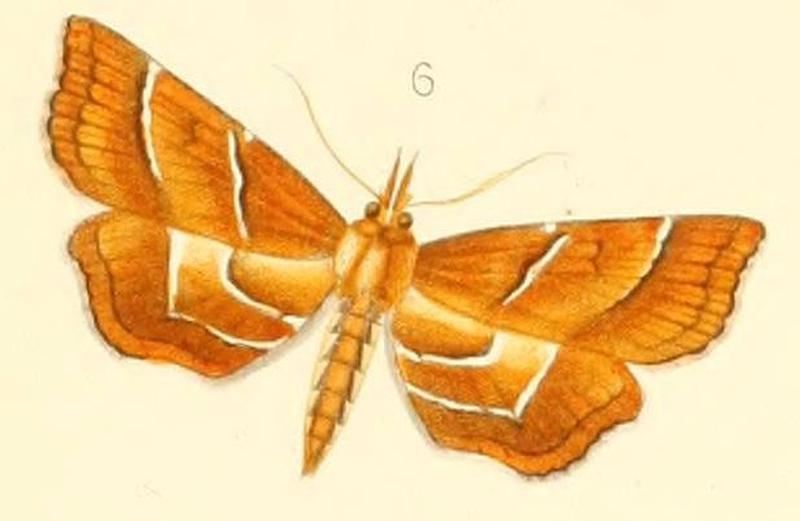 Neurophyseta upupalis (Cymoriza)