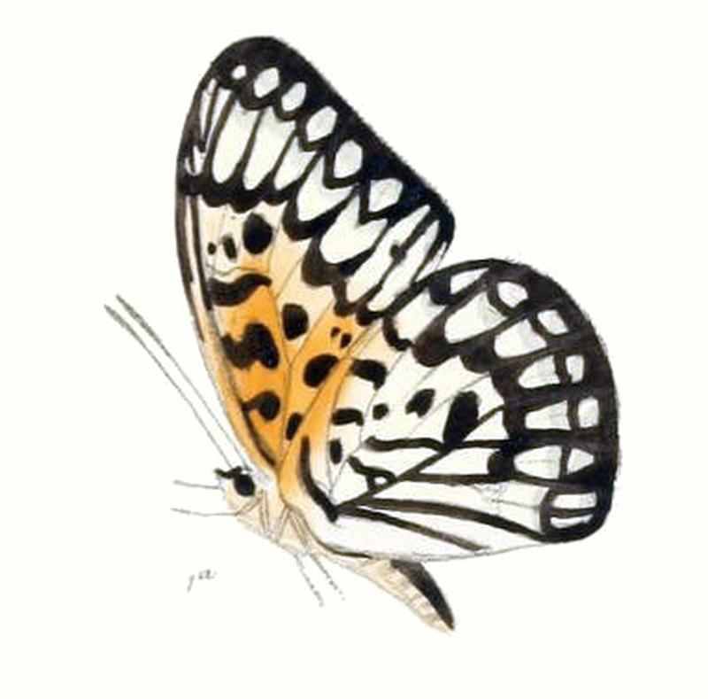 NeurosigmaDoubledayi218 1a