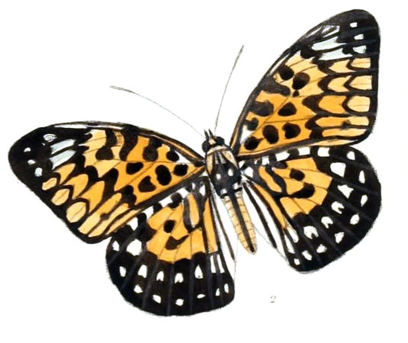 NeurosigmaFraterna218 2