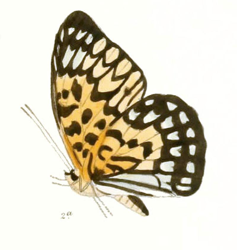 NeurosigmaFraterna218 2a