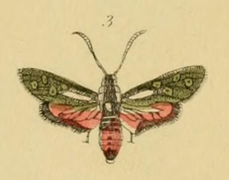 Neurosymploca concinna Cuvier & Latreille, 1834