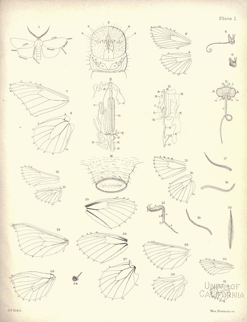 New Zealand Moths and Butterflies (1898) 01