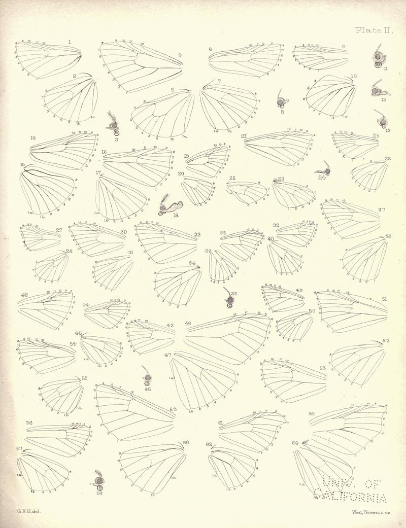 New Zealand Moths and Butterflies (1898) 02