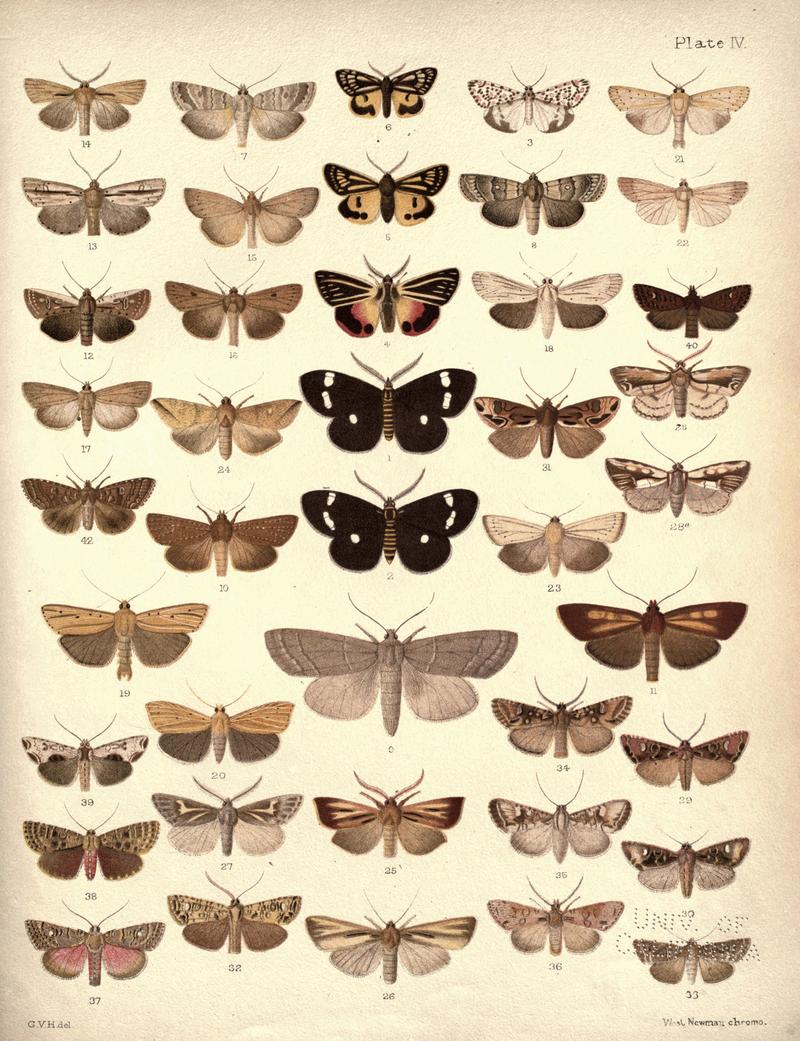 New Zealand Moths and Butterflies (1898) 04