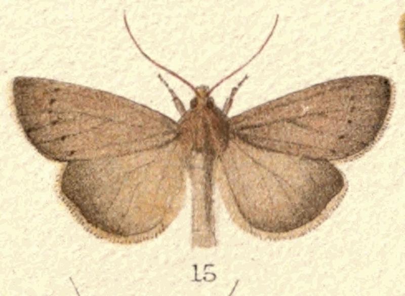 New Zealand Moths and Butterflies (1898) 04 (cropped)