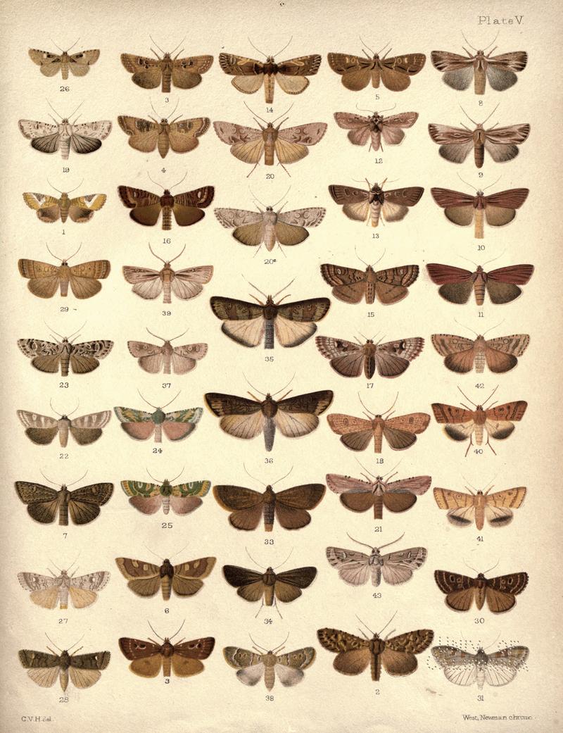 New Zealand Moths and Butterflies (1898) 05