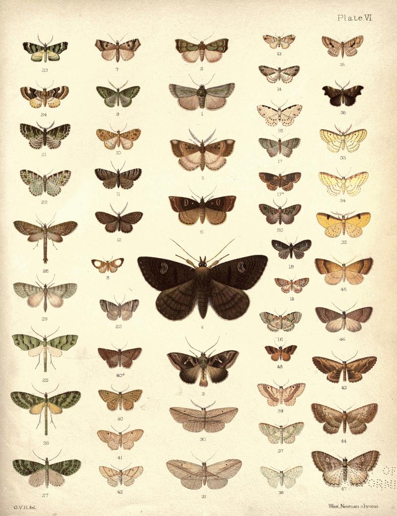 New Zealand Moths and Butterflies (1898) 06