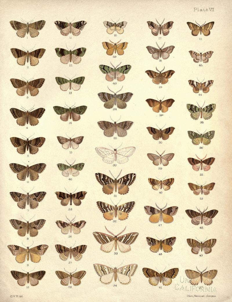 New Zealand Moths and Butterflies (1898) 07