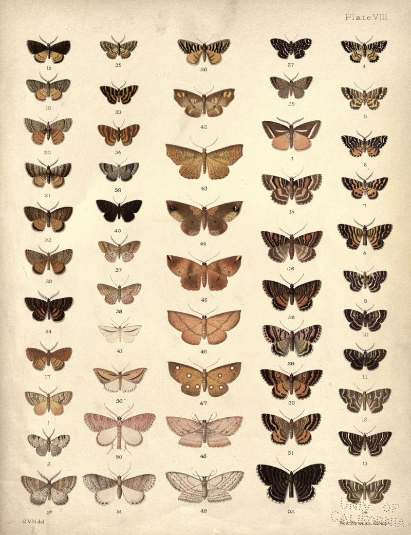 New Zealand Moths and Butterflies (1898) 08