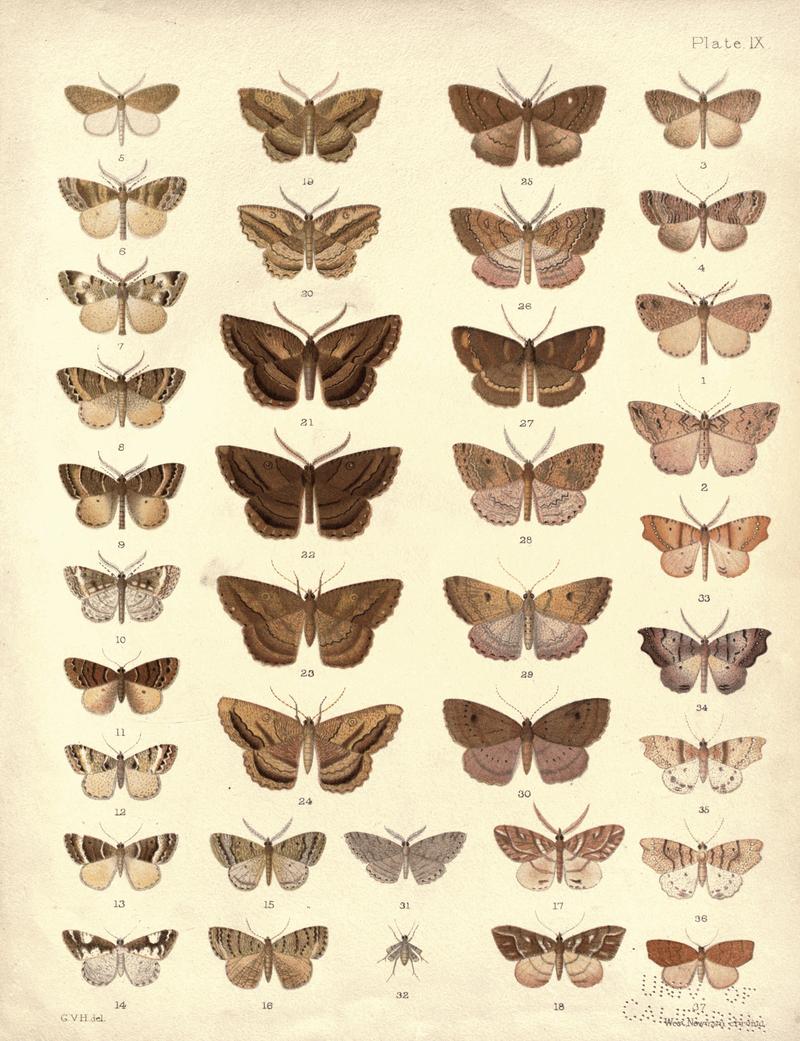 New Zealand Moths and Butterflies (1898) 09