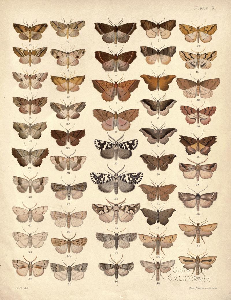 New Zealand Moths and Butterflies (1898) 10