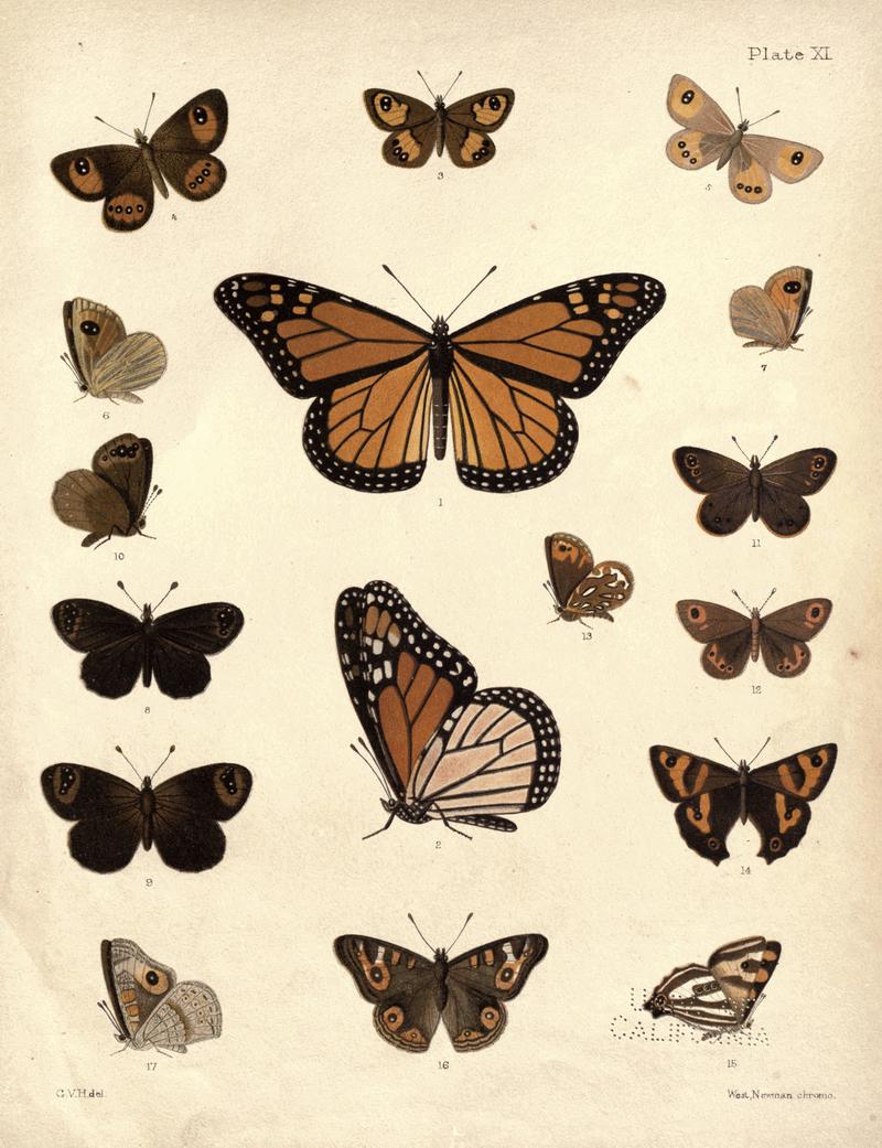 New Zealand Moths and Butterflies (1898) 11