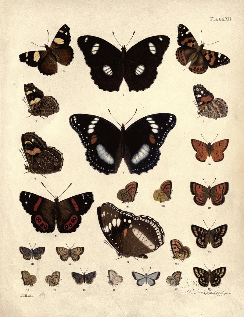 New Zealand Moths and Butterflies (1898) 12