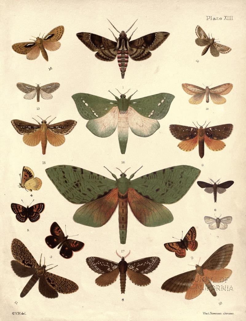 New Zealand Moths and Butterflies (1898) 13