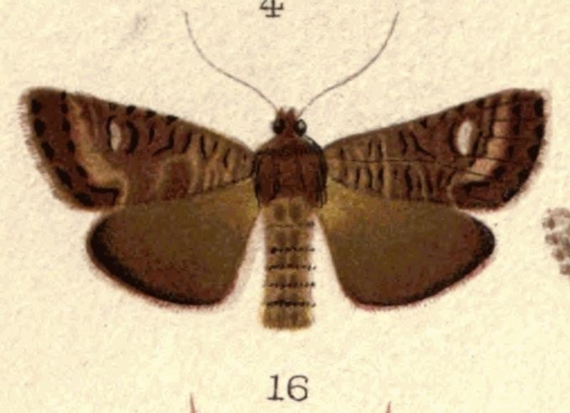 New Zealand Moths and Butterflies (1898) Plate 5 Fig 16 Meterana dotata female (cropped)
