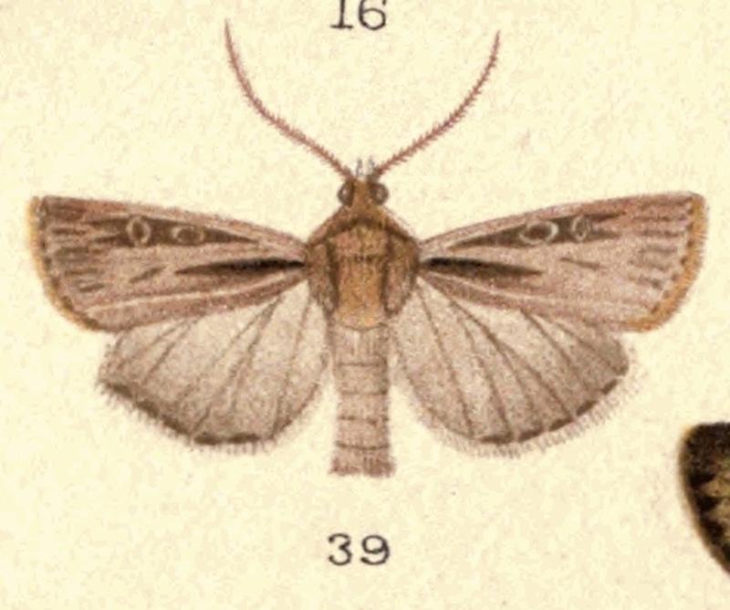 New Zealand Moths and Butterflies (1898) Plate 5 Fig 39 Agrotis innominata (cropped)