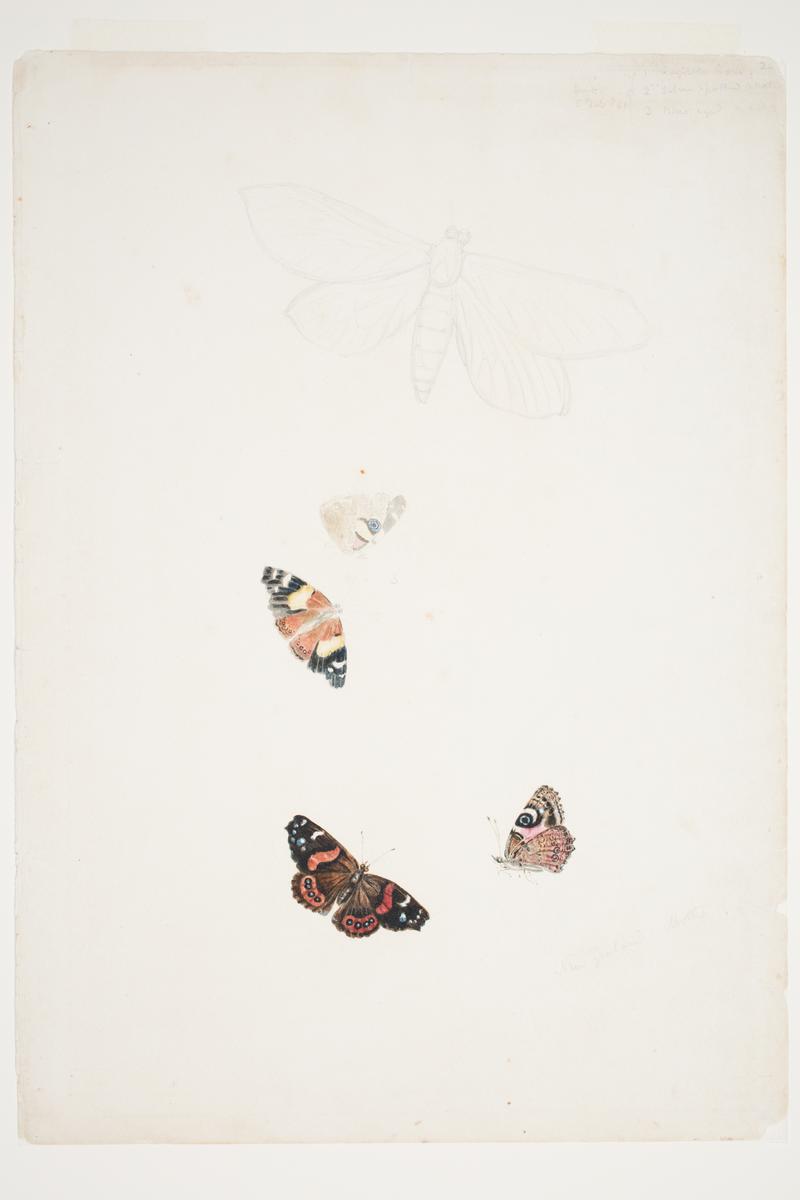 New Zealand Moths