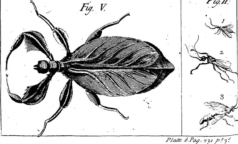 New improvements of planting and gardening, both philosophical and practical Fleuron T112715-41