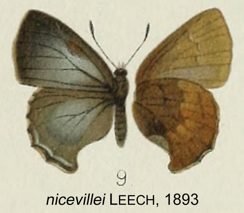 NicevilleiLeech1893