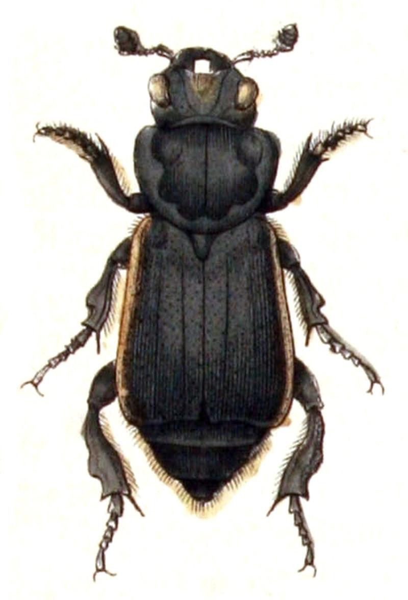 Nicrophorus.germanicus.-.calwer.09.08