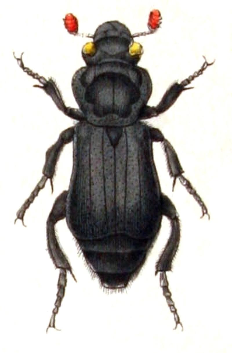 Nicrophorus.humator.-.calwer.09.09