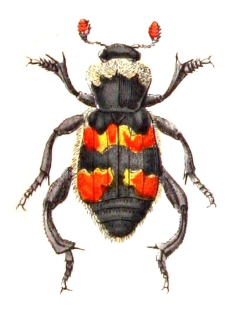 Nicrophorus.vespillo.-.calwer.09.10