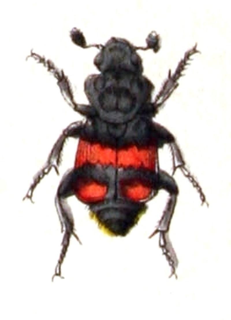 Nicrophorus.vespilloides.-.calwer.09.13