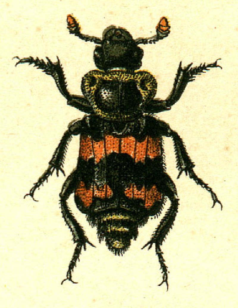 Nicrophorus vestigator