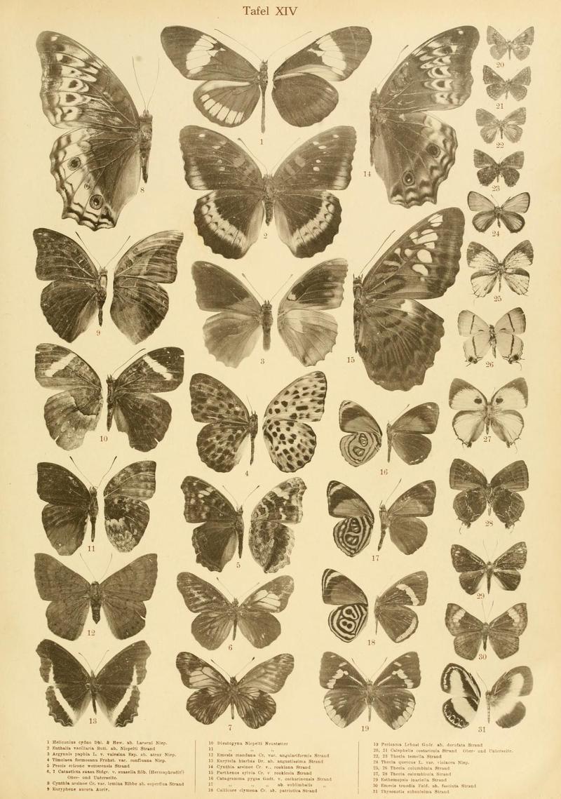 Niepelt Taf XIV