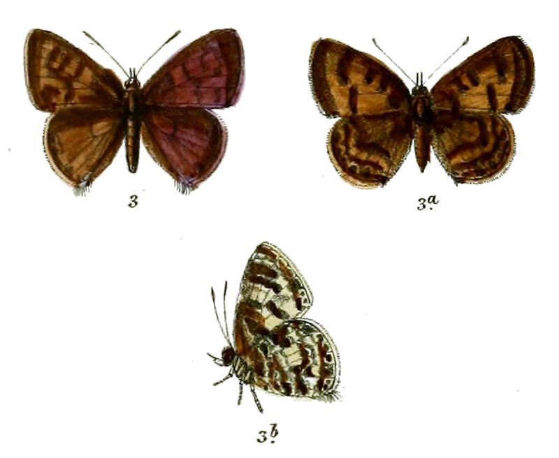 Niphanda cymbia