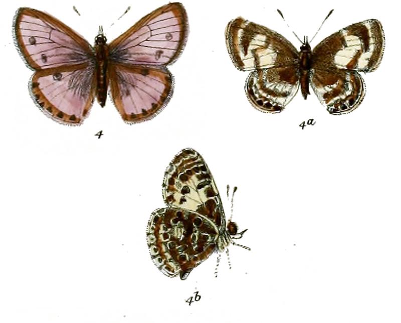 Niphanda marcia