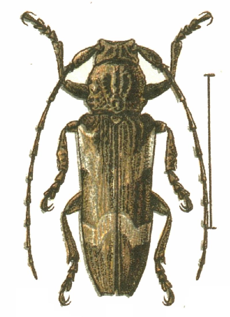 Niphona