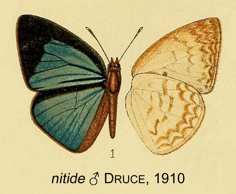 Epitola nitide from original description