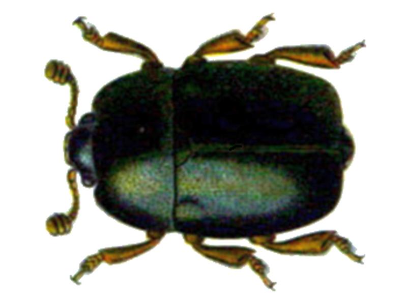 Nitidula rufipes