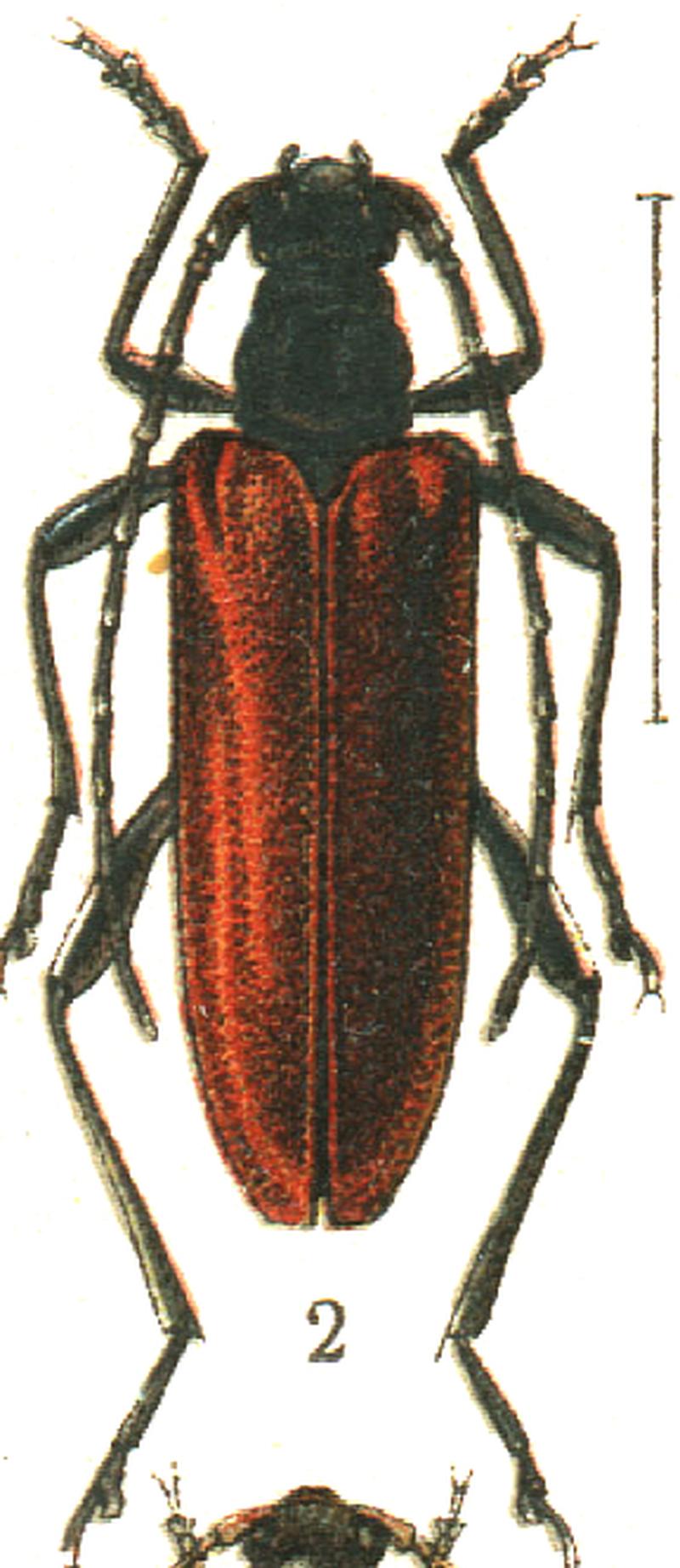 Nivelia sanguinosa (Georgiy Jacobson - Beetles Russia and Western Europe - plate 67)(cropped)