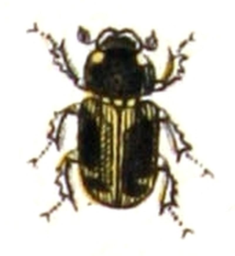 Nobius.serotinus.-.calwer.22.05